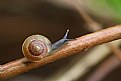 Picture Title - snail