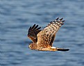 Northern Harrier