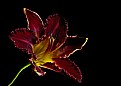 Picture Title -  purple fringed lily