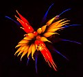 Picture Title - Fireworks