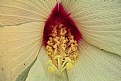 Picture Title - Marshmallow Seed Head