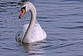 Picture Title - Swan