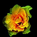 Picture Title - raindrops on a rose