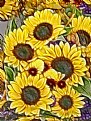 Picture Title - Sunflowers for The Master