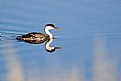 Picture Title - Western Grebe