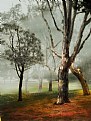 Picture Title - Mystical Trees
