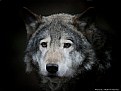 Picture Title - Wolf