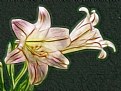 Picture Title - Illuminated Easter Lily