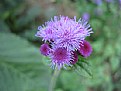 Picture Title - Kashmir Flower