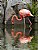 Peaceful Flamingo