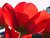 King Edwards (Red Tulip)