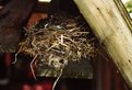 Picture Title - Lonley Nest