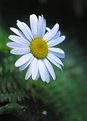 Picture Title - Wild Daisy with Ferns