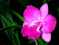 Picture Title - Orchid`s Flower No. 4