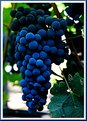 Picture Title - Grapes from Napa Valley