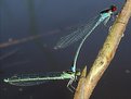 Picture Title - Couple of the Red-eyed Damselfly, Erythromma najas (Hansemann, 1823)