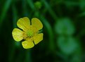 Picture Title - Marsh Marigold