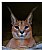 Steppe Lynx. &#1057;aracal.