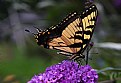 Picture Title - yellow swallowtail 2