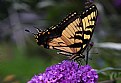 yellow swallowtail 2