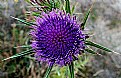 Picture Title - Thistle flower