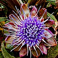 Picture Title - Artichoke Flower