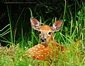 Picture Title - Fawn Resting