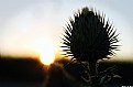 Picture Title - Sunset Thistle