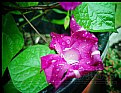 Picture Title - Morning Glory flower Violet AfterShowers III 