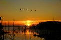 Picture Title - Sunrise with geese
