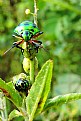 Picture Title - Mother & Baby