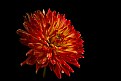 Picture Title -  red/yellow dahlia