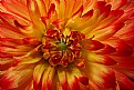 Picture Title - red/yellow dahlia- center