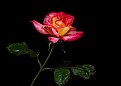 Picture Title - last rose of summer