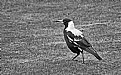 Picture Title - Australian Magpie