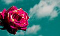 Picture Title - Sky Rose