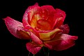 Picture Title - last rose of summer - tilt