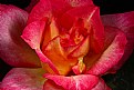 Picture Title - last rose of summer - inside..