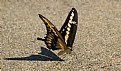 Picture Title - "Thirsty Swallow Tail 2"