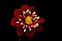 Picture Title - new dahlia (for us)