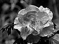 Picture Title - Black and white rose