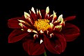 Picture Title - new dahlia (for us) 2