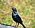 Common Black Bird