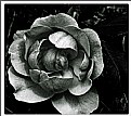 Picture Title - A Rose By Any Other Name