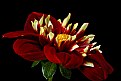 Picture Title - new dahlia (to us) 4