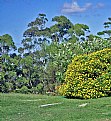 Picture Title - Eucalyptus & Flowers