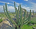 Picture Title - Cactus & Sky