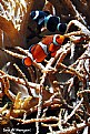 Picture Title - Nemo & Friend