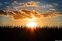 Picture Title - Sunset over Cornfield