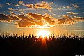 Sunset over Cornfield